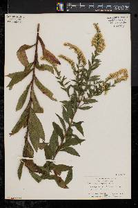 Solidago rugosa var. rugosa image