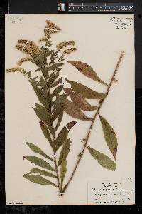 Solidago rugosa var. rugosa image