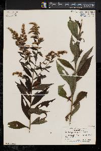 Solidago rugosa var. rugosa image