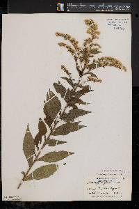 Solidago rugosa var. rugosa image