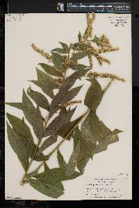 Solidago rugosa var. rugosa image