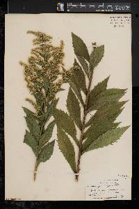 Solidago rugosa var. rugosa image