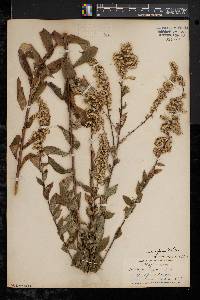 Solidago rugosa var. aspera image