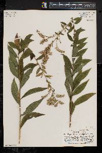 Solidago rugosa var. aspera image