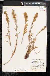 Solidago simplex var. racemosa image