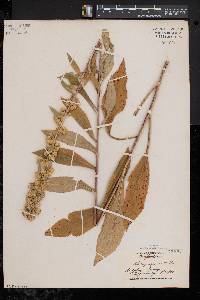 Solidago squarrosa image