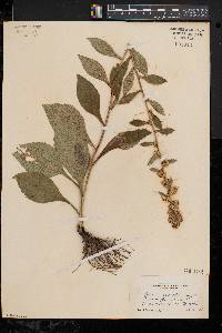 Solidago squarrosa image