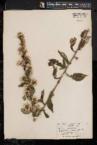 Solidago squarrosa image