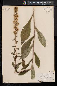 Solidago squarrosa image