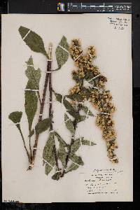 Solidago squarrosa image