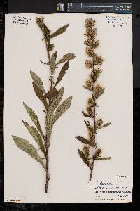 Solidago squarrosa image