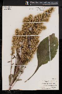 Solidago squarrosa image