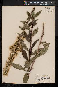 Solidago squarrosa image