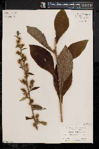 Solidago squarrosa image