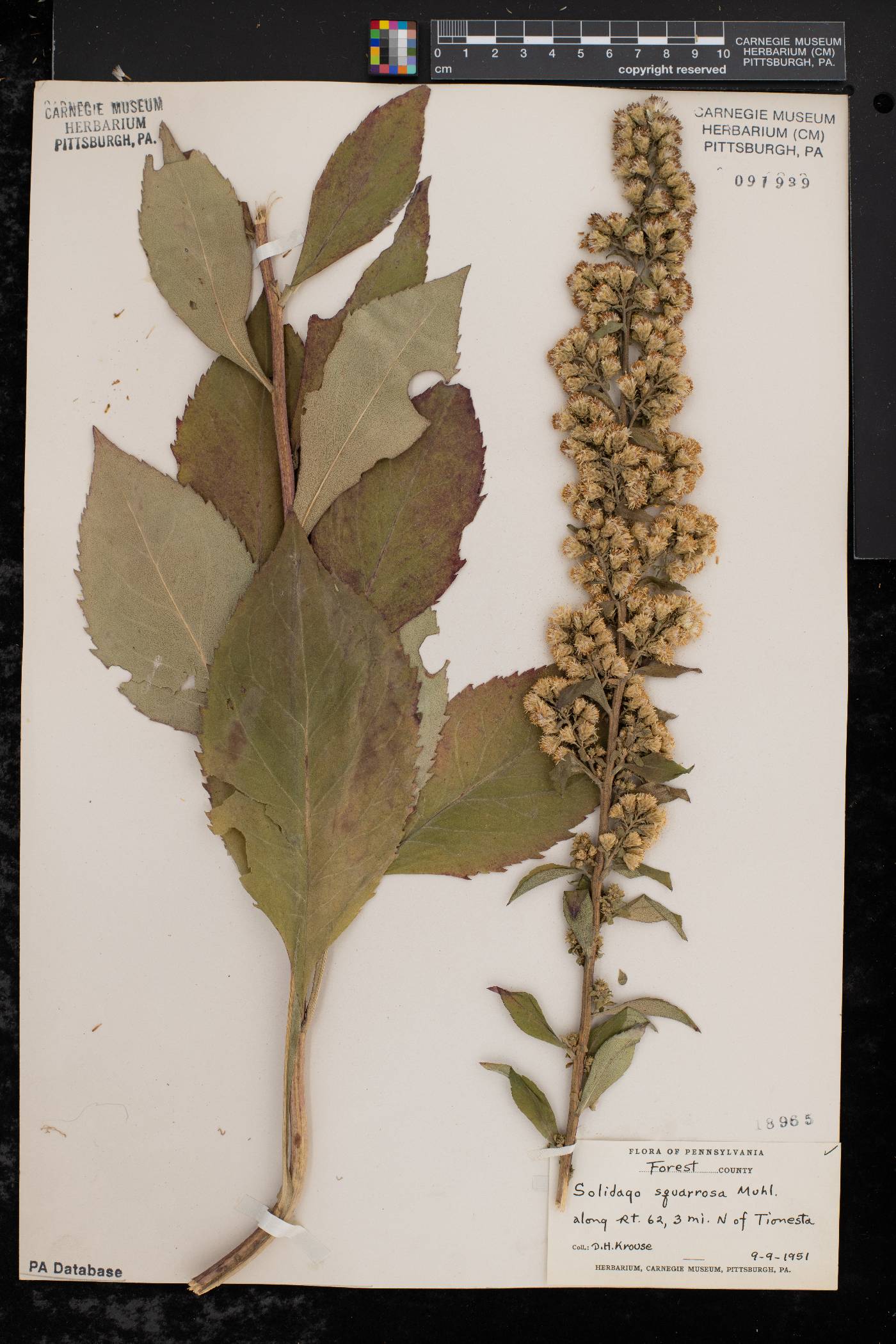 Solidago squarrosa image