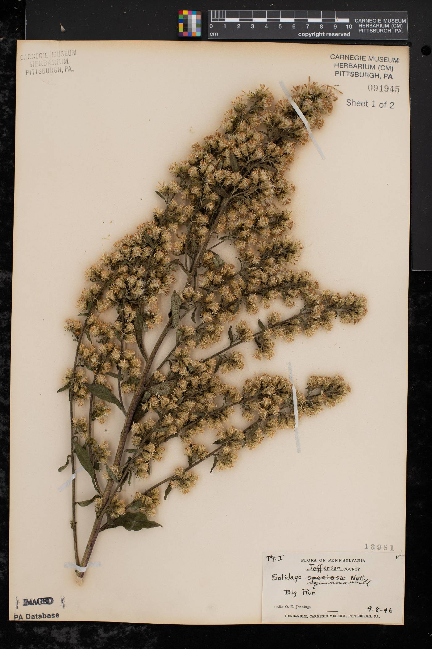 Solidago squarrosa image