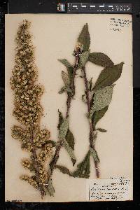 Solidago squarrosa image