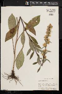 Solidago squarrosa image