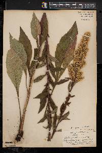 Solidago squarrosa image