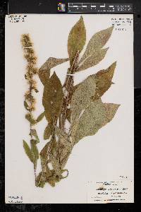 Solidago squarrosa image