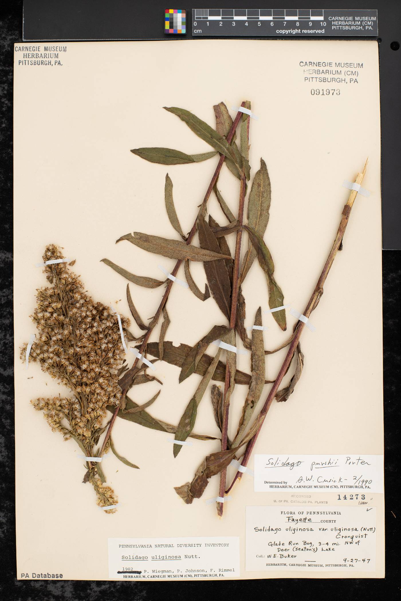 Solidago uliginosa var. peracuta image