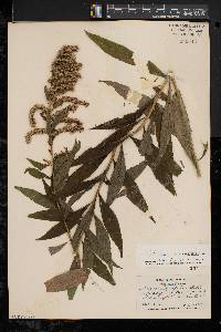 Solidago canadensis var. canadensis image