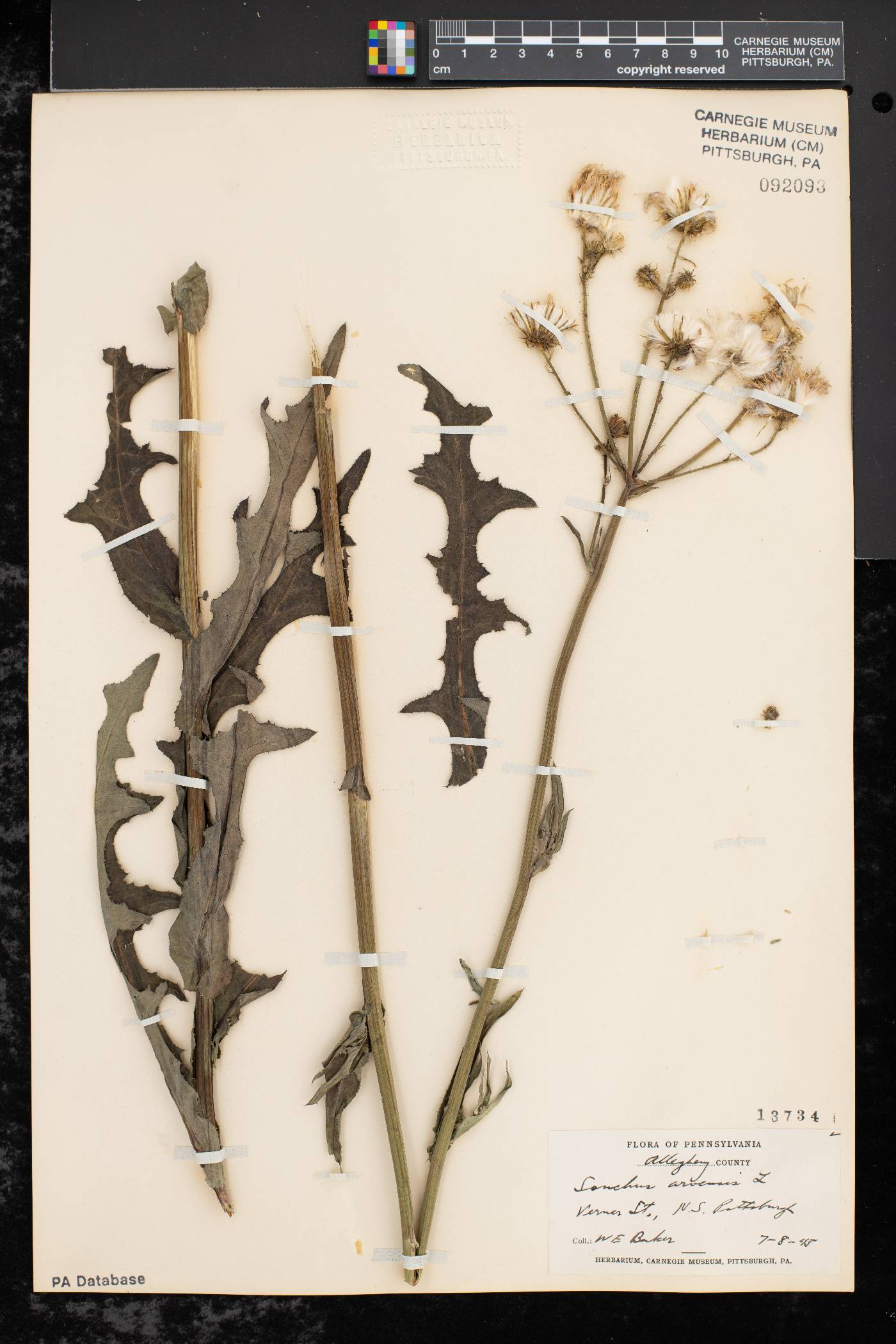 Sonchus arvensis subsp. arvensis image