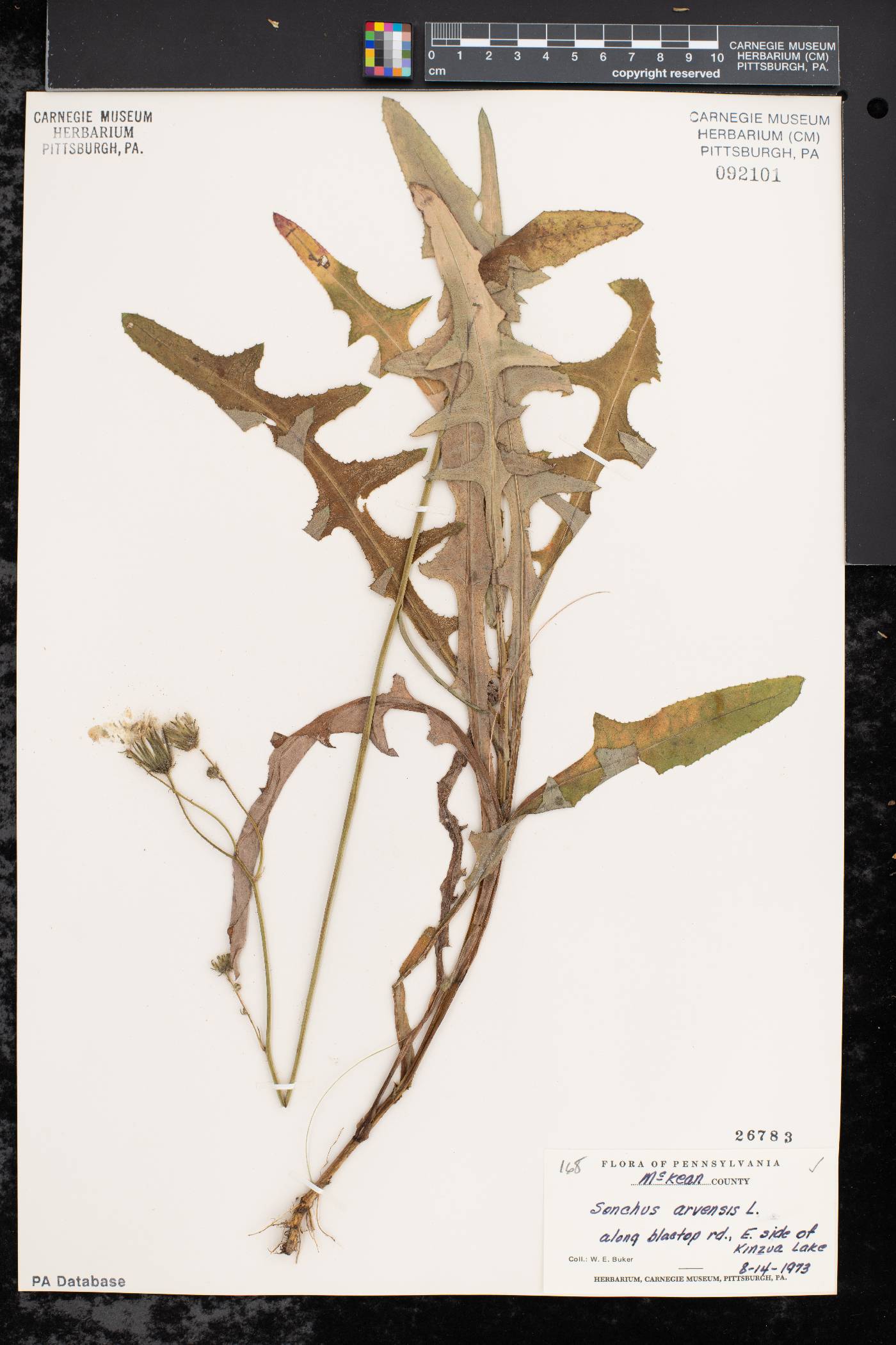 Sonchus arvensis subsp. arvensis image