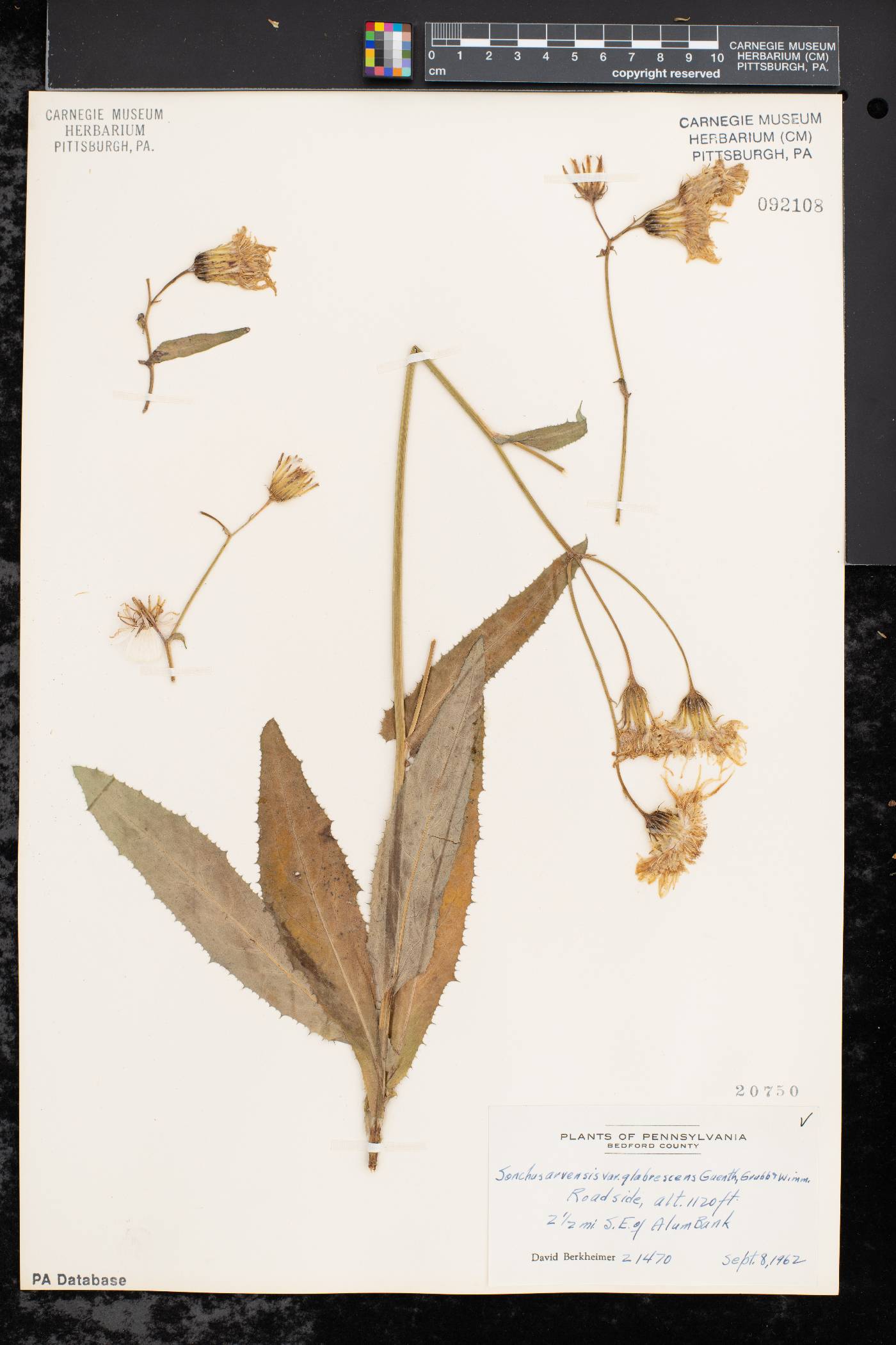 Sonchus arvensis image