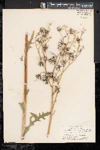 Sonchus arvensis image