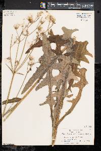 Sonchus arvensis image