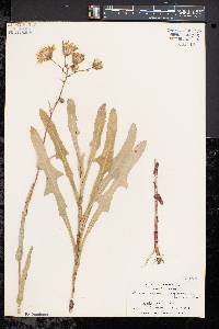 Sonchus arvensis image