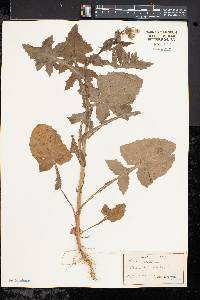 Sonchus oleraceus image