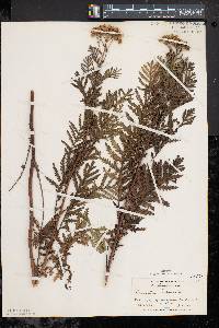 Tanacetum vulgare image