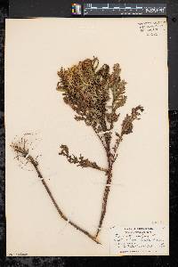 Tanacetum vulgare image