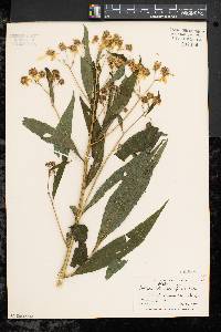 Verbesina alternifolia image