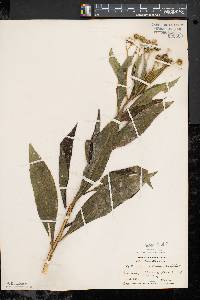 Verbesina alternifolia image