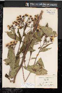 Vernonia glauca image