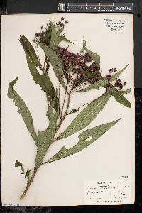 Vernonia noveboracensis image