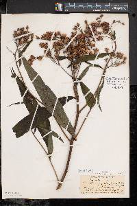 Vernonia noveboracensis image