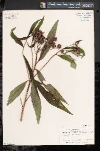 Vernonia noveboracensis image