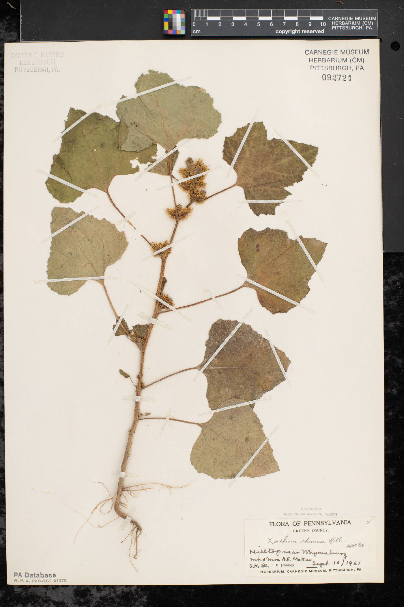 Xanthium strumarium var. glabratum image