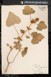 Xanthium strumarium var. glabratum image