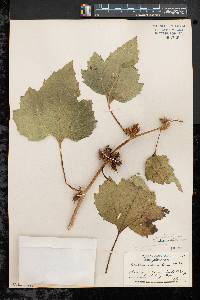 Xanthium strumarium var. glabratum image