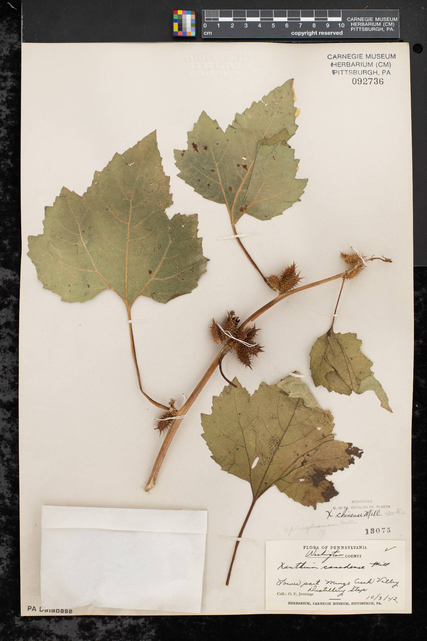 Xanthium strumarium var. glabratum image