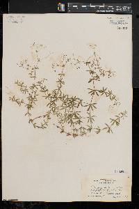 Galium concinnum image