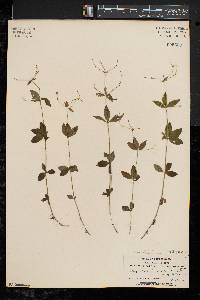 Galium circaezans image