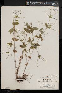 Galium circaezans image