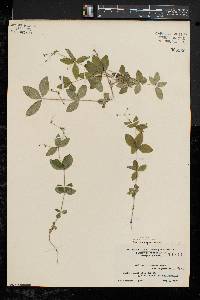 Galium circaezans image