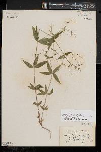 Galium lanceolatum image